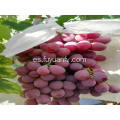 mejores uvas globales rojas xinjiang